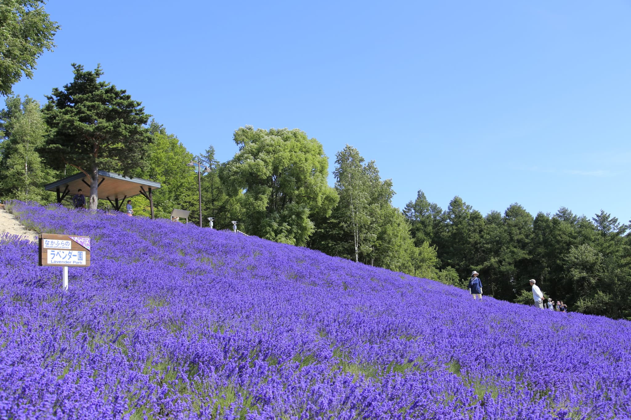 Lavender